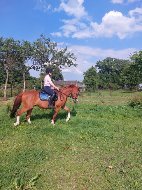 Freizeitpferd, Jeanny , Horses For Sale, Stendal