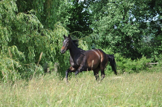 Freizeit Pferd, Elena , Horses For Sale, Les Bois