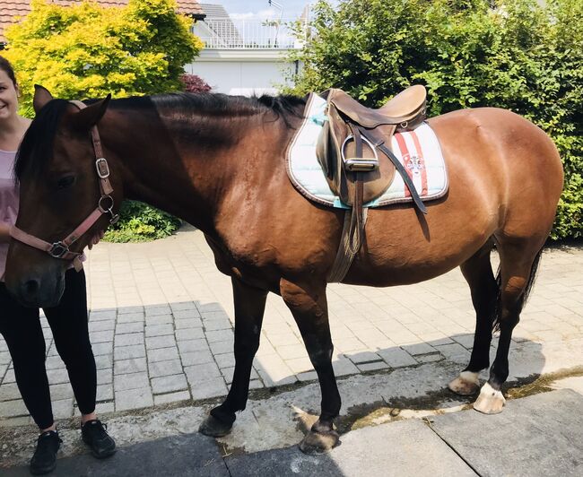 Freizeitpferd, Martina, Horses For Sale, Rüeggisberg