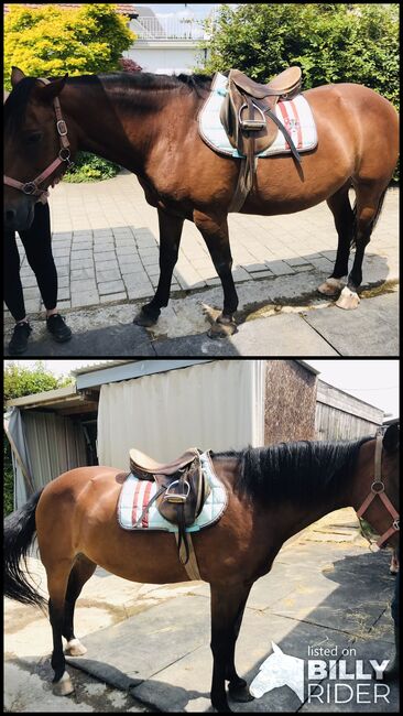 Freizeitpferd, Martina, Horses For Sale, Rüeggisberg, Image 3