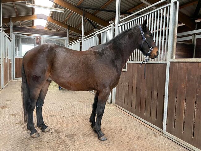 Freizeitpferd, Ire, Trabermix, Privat BA, Horses For Sale, Bad Arolsen , Image 8