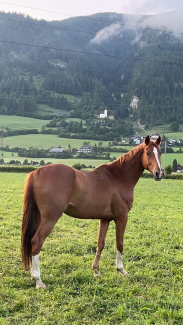 Freizeitpferd mit ausgezeichnete GGA und viel Potential für die Dressur, Sonja, Horses For Sale, St.Michael in LG., Image 6