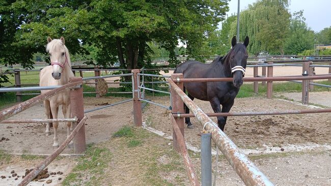 Freizeitpferd, Verlasspferd, Familienpferd inkl. Zubehör, Monique Rauchmann, Horses For Sale, Bergkirchen