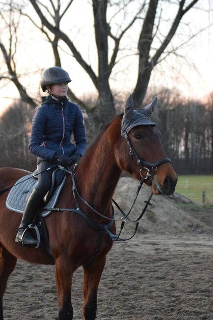 Freizeit pferd sucht erfahrene Partner, Frieda Noack , Horses For Sale, Kleinwaltersdorf , Image 5