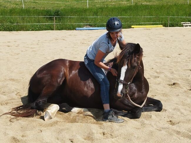 Freizeitpferd sucht fördernde Hände, Karina Harrer, Horses For Sale, Markt Hartmannsdorf , Image 5