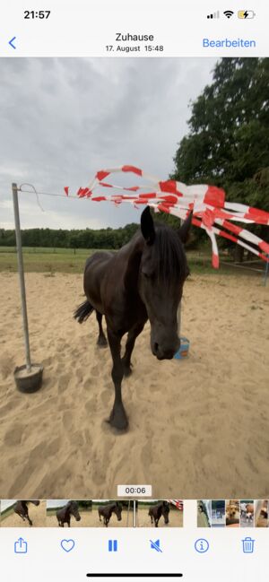 Freizeitpferd gesucht, Christina Michalski , Horses For Sale, Neuenkirchen, Image 3