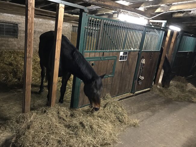 Freizeitpferd gesucht, Christina Michalski , Horses For Sale, Neuenkirchen, Image 7