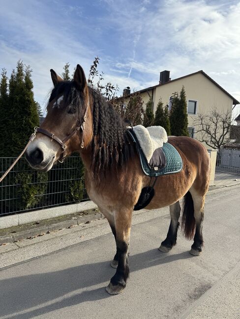 Freizeitpferd gesucht – lieber Wallach mit Herz, Selina, Horses For Sale, Dachau