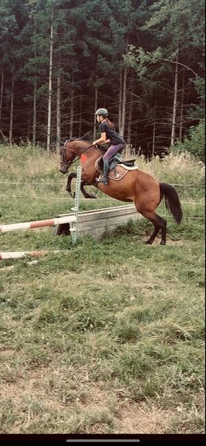 Freizeitpferd-Sportpferd, Leni Müllner, Horses For Sale, Kaindorf , Image 6