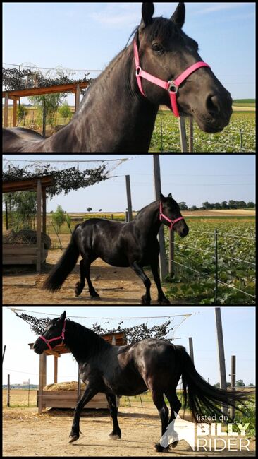 Freizeitpferd zu verkaufen, Annika, Horses For Sale, Pulkau, Image 4