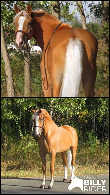 Freizeit Pferd Ungarisches Halbblut, Maria , Horses For Sale, Ebergöc, Image 3