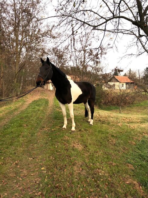 Freizeitpferde zu verkaufen, Jozsef, Horses For Sale, Békés, Image 2