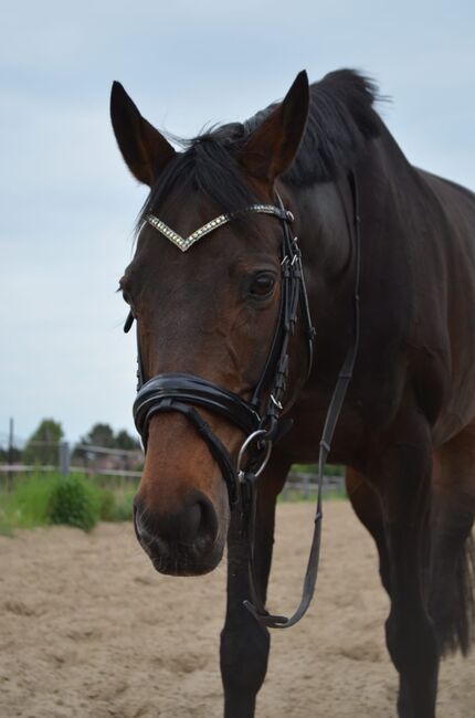 Freizeitpartner zum verlieben 🥰, Lena, Horses For Sale, Berlin 