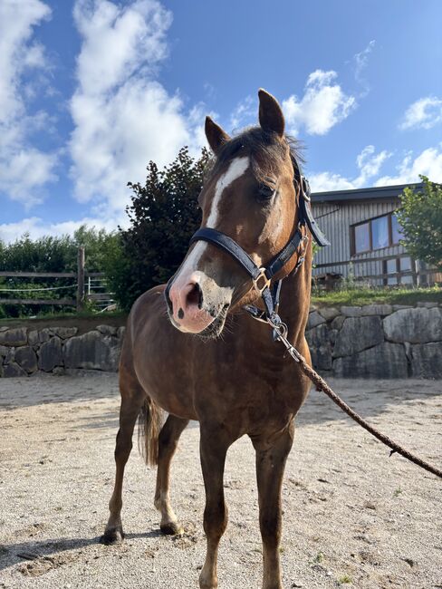 Freizeitpony zum selber ausbilden, Johanna David, Horses For Sale, Ried im Traunkreis