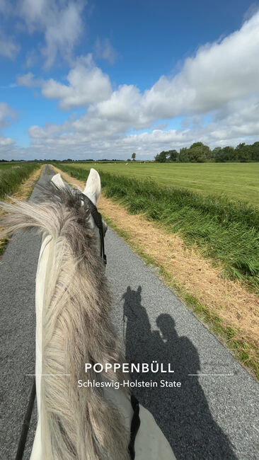 Freizeitpony, Mireille, Horses For Sale, Poppenbüll , Image 2