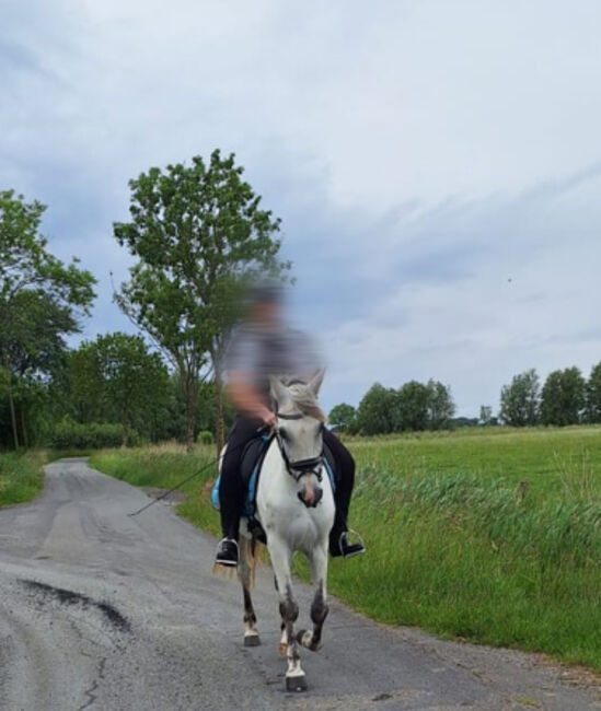Freizeitpony, Mireille, Horses For Sale, Poppenbüll , Image 5