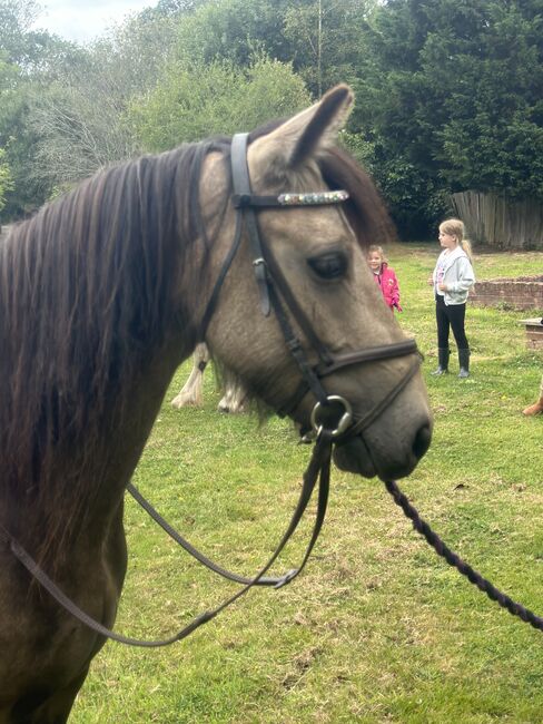 From lead rein to 1m classes, your child’s best friend, Elani, Horses For Sale, Lower kingswood, Image 3