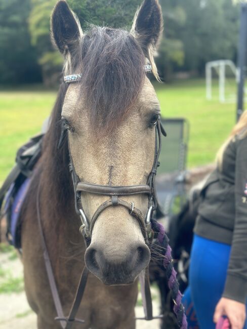 From lead rein to 1m classes, your child’s best friend, Elani, Horses For Sale, Lower kingswood, Image 4