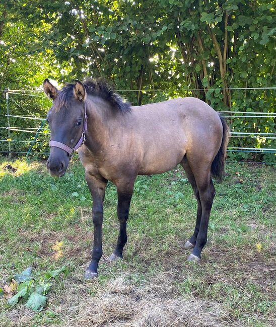 Frostys Chic Olena Enkelin in Grullo, Kerstin Rehbehn (Pferdemarketing Ost), Horses For Sale, Nienburg, Image 9