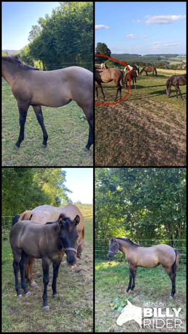 Frostys Chic Olena Enkelin in Grullo, Kerstin Rehbehn (Pferdemarketing Ost), Horses For Sale, Nienburg, Image 16