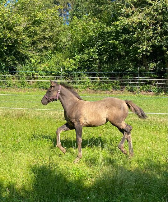 Frostys Chic Olena Enkelin in Grullo, Kerstin Rehbehn (Pferdemarketing Ost), Horses For Sale, Nienburg, Image 3