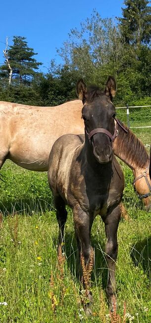 Frostys Chic Olena Enkelin in Grullo, Kerstin Rehbehn (Pferdemarketing Ost), Horses For Sale, Nienburg, Image 4