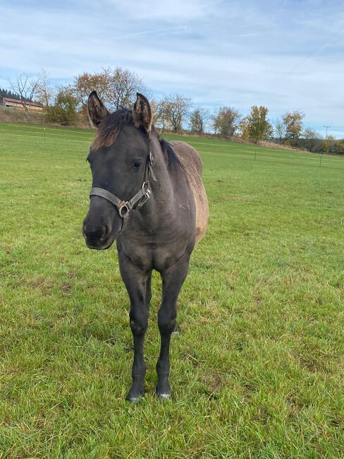 Frostys Chic Olena Enkelin in Grullo, Kerstin Rehbehn (Pferdemarketing Ost), Horses For Sale, Nienburg, Image 2