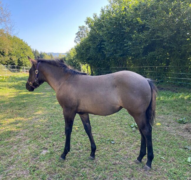 Frostys Chic Olena Enkelin in Grullo, Kerstin Rehbehn (Pferdemarketing Ost), Horses For Sale, Nienburg, Image 3