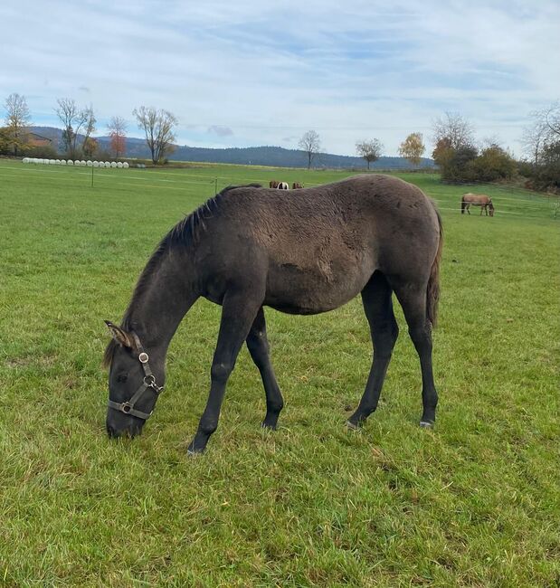 Frostys Chic Olena Enkelin in Grullo, Kerstin Rehbehn (Pferdemarketing Ost), Horses For Sale, Nienburg, Image 11