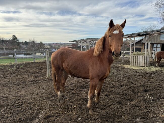 Fuchs Warmblut, Denise, Pferd kaufen, Bogenneusiedl 