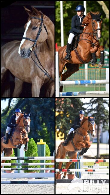 Fürs Turnier oder Freizeit – Selle Français mit Klasse und Charakter, Viktória Varga, Horses For Sale, Gödöllő, Image 10