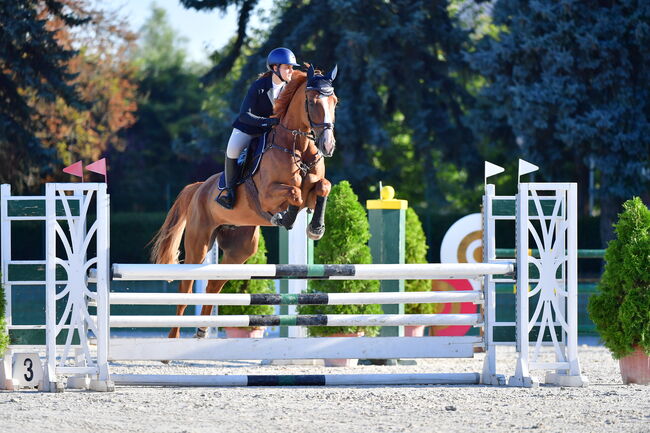 Fürs Turnier oder Freizeit – Selle Français mit Klasse und Charakter, Viktória Varga, Horses For Sale, Gödöllő, Image 5