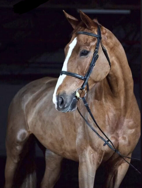 Fürs Turnier oder Freizeit – Selle Français mit Klasse und Charakter, Viktória Varga, Horses For Sale, Gödöllő