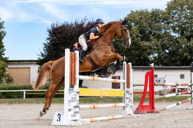 Fürs Turnier oder Freizeit – Selle Français mit Klasse und Charakter, Viktória Varga, Horses For Sale, Gödöllő, Image 8