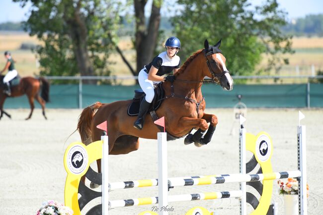 Fürs Turnier oder Freizeit – Selle Français mit Klasse und Charakter, Viktória Varga, Horses For Sale, Gödöllő, Image 2