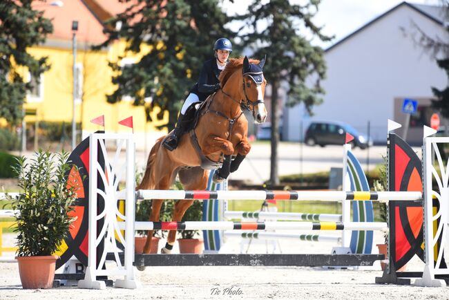 Fürs Turnier oder Freizeit – Selle Français mit Klasse und Charakter, Viktória Varga, Konie na sprzedaż, Gödöllő, Image 4