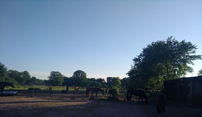 Endmaßpony gesucht, Holly, Horses For Sale, Itzehoe