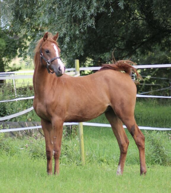 Vollblutaraber Hengstjährling, Susanne Kruse , Horses For Sale, Wittmund , Image 4