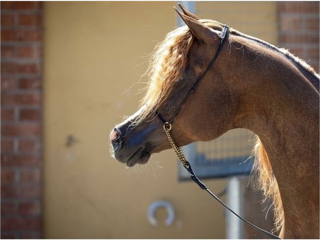 Vollblut Araber Hengst, Anahita , Horses For Sale, Ustersbach