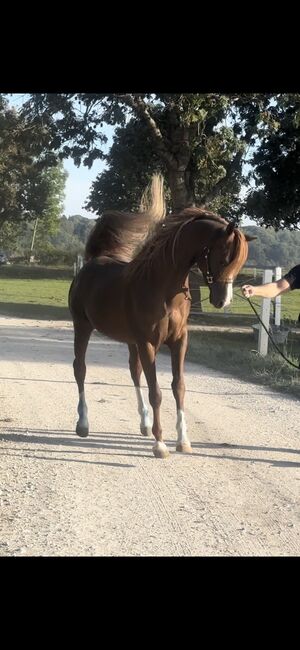 Vollblut Araber Hengst, Anahita , Horses For Sale, Ustersbach, Image 4