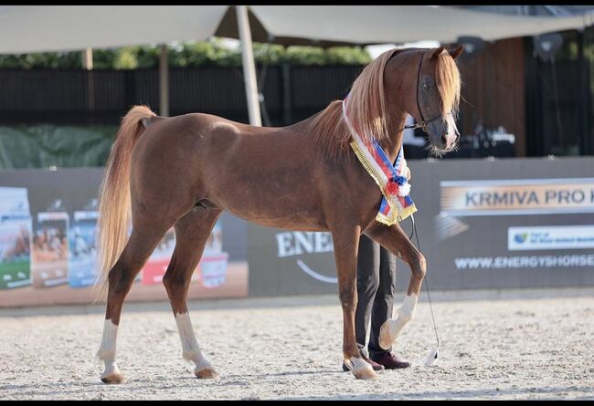 Vollblut Araber Hengst, Anahita , Horses For Sale, Ustersbach, Image 5