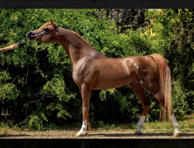 Vollblut Araber Hengst, Motamedi , Horses For Sale, Ustersbach, Image 3