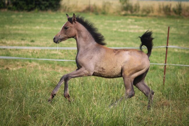 Vollblutaraber Stute Jährling, Nele Heemsoth, Horses For Sale, Bismark