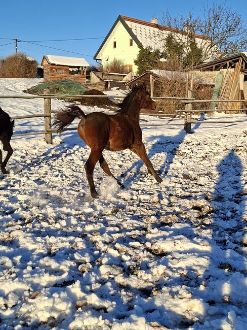 Vollblutaraber Hengstfohlen, Barbara, Horses For Sale, Stallhofen