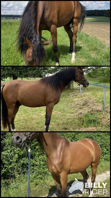 Vollblut Araber Wallach 2,5 Jahre, Eva, Horses For Sale, Massing, Image 4