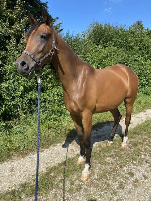 Vollblut Araber Wallach 2,5 Jahre, Eva, Horses For Sale, Massing, Image 3