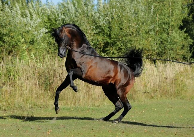 Vollblut Araber Fohlen, Anahita , Horses For Sale, Ustersbach, Image 3