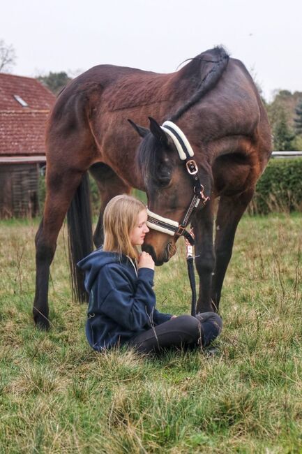 Vollblutaraber Stute, Distanzerfahren, tragend von BS Echnaton, Veronika Suerig, Horses For Sale, Wietze