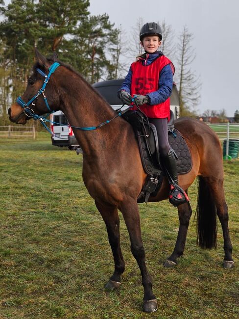 Vollblutaraber Stute, Distanzerfahren, tragend von BS Echnaton, Veronika Suerig, Horses For Sale, Wietze, Image 3