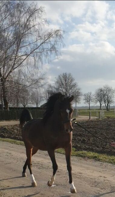 Vollblut Araber Stute, Motamedi , Horses For Sale, Ustersbach, Image 4